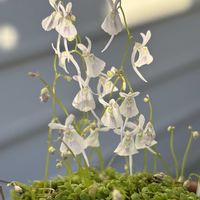 ウサギゴケ,アデニウムの画像