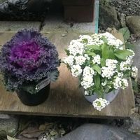 アリッサム,ホテイアオイ,葉牡丹,新入りさん,花のある暮らしの画像