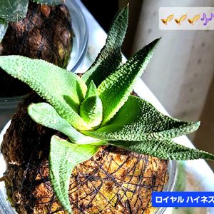 ハオルチア,ハオルチア ロイヤルハイネス,ハオルチア属,苔玉仕立て,植物男子ベランダーの画像