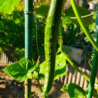キュウリ,ガーデニング,ボタニカルライフ,お庭の植物,花のある暮らしの画像
