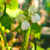 インゲン,ガーデニング,ボタニカルライフ,お庭の植物,花のある暮らしの画像