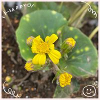 セントポーリア,ツワブキ,ビタミンカラー,復興祈願,青い花マニアの画像