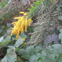 クズ,セイタカアワダチソウ,ヨモギ,裏山の画像