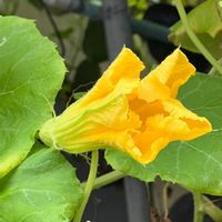 ヒョウタン,ソラナム パンプキン,カボチャ,カボチャ,黄色い花の画像