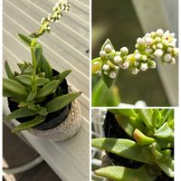 赤鬼城,アカオニジョウ,ターちゃんのベランダ,多肉^_^,金曜日の蕾たちの画像