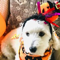 かぼちゃ,ハッピーハロウィン,過去pic,復興祈願,世界平和の画像