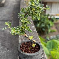 ハクチョウゲ,ハクチョウゲ,ミニ盆栽の画像