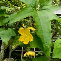 ヘチマ,カボチャ,ウリ科,筑波実験植物園,黄色いお花大好き協会の画像