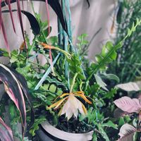 ミルクブッシュ,フィッシュボーンカクタス,アイチアカ,シンゴニウム ピンクの画像