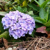 アジサイ,ガクアジサイ,四季咲きアジサイ 霧島の恵,紫陽花の蕾,ヤマアジサイ✴︎の画像