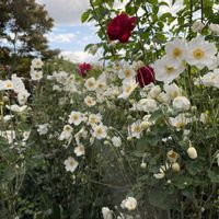 秋明菊,秋明菊ピンク,秋明菊  白の画像