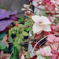 コキア,コデマリ,イヌタデ,ノブドウ,バラの実、の画像