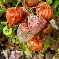 ススキ,ホオズキ,シロシキブ,ゴボウ(ノラゴボウ),山野草の画像