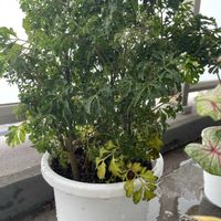 アボカド,アガベ,トキワシノブ,ポリシャス,ニシキイモ(錦芋)の画像