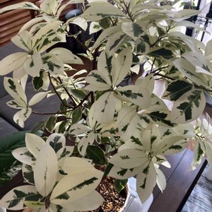 ガジュマル,ガジュマル斑入り,水やり,斑入りガジュマル,リビング・ダイニングの画像