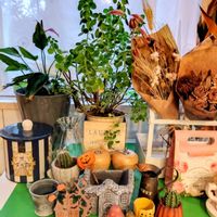 スパティフィラム,ハロウィン雑貨,雑貨好き♡,ガーデニング雑貨,エキナセア❁の画像