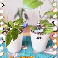 ホヤ・カリストフィラ,ホヤ♡,多肉植物,観葉植物,ホヤの画像