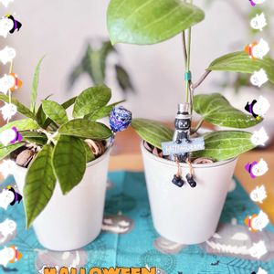 ホヤ・カリストフィラ,ホヤ♡,多肉植物,観葉植物,ホヤの画像