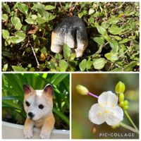 シュウメイギク,ブライダルベール,秋明菊,シュウメイギク（秋明菊）,白い花の画像