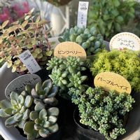 セダム,天使の雫,パープルヘイズ,パープルドリーム,ゴールデンカーペットの画像