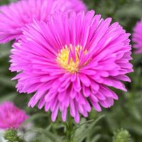 ユウゼンギク,ピンクの花,キク科,北アメリカ原産,さんぽの画像