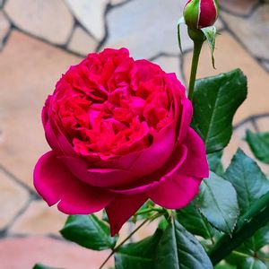 バラ,ジャンクリストフ,バラ 鉢植え,秋バラ,GSのみなさんに感謝♡の画像