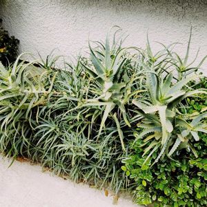 アロエ,アロエ フラミンゴ,アロエスプラフォリアータ,アロエベラ,アロエ 不夜城の画像