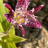 ジギタリス,ホトトギス,タカサゴユリ,ラナンキュラス　ラックス,我が家の庭の画像