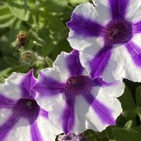 サフィニア,サフィニア,サフィニア,サフィニア,iphone11の画像