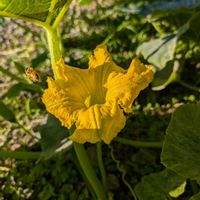 ヒャクニチソウ,ユウガオ,カボチャ,かんぴょう(夕顔)の花,カボチャ の花の画像