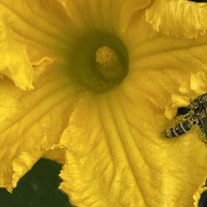 カボチャ,花壇,ガーデニング,野菜の花,自家製野菜の画像