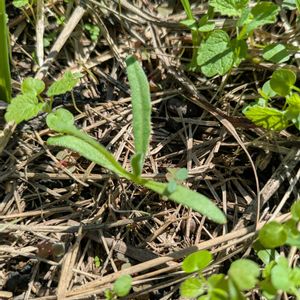 雑草,日記,こぼれ種,自己流,無農薬の画像