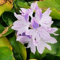 ホテイアオイ,ホテイアオイ,ホテイアオイ,白さぎ,癒されるの画像