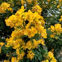 エニシダの画像