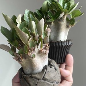 アデニウム,アデニウム アラビカム,アデニウム アラビカム ドワーフ,Adenium arabicum dwarf,アデニウム・ドワーフの画像