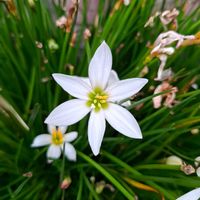 オーニソガラムの画像