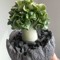 アデニウム,アデニウム 獅子葉,アデニウム ドーセット ホーン,Dorset horn adenium,アデニウム DHAの画像