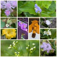 アゲラタム,キンカン,ゴーヤ,ブライダルベール,ムラサキゴテンの画像