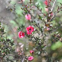 ギョリュウバイ,flower,庭の画像