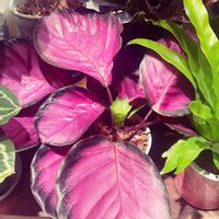 カラテア,カラテア　ロージー,カラテア・パープルローズ,観葉植物,成長記録の画像