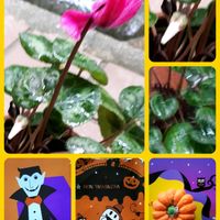 シクラメン,花言葉,ハロウィン,金曜日の蕾たち,しあわせ運べるようにの画像