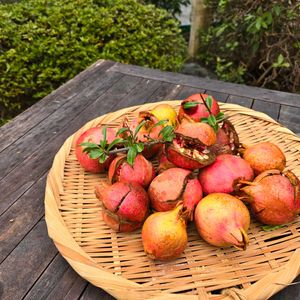 ザクロ,ザクロ,緑のある暮らし,剪定,庭の画像