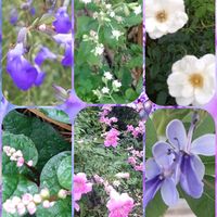 ツルムラサキ,アイスバーグ,クレロデンドルム・ブルーウィング,コバルト セージ,ステビアの花の画像