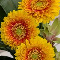 クルクマ,ガ－ベラの画像