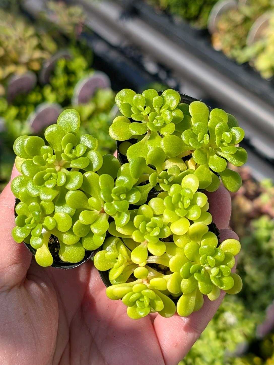 可愛いお顔いっぱい＊*浜万年草錦＊抜き苗＊ポット内全部＊斑入り浜万年草 可愛いお顔いっぱい＊*浜万年草錦＊抜き苗＊ポット