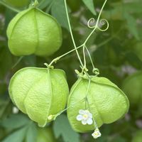 フウセンカズラ,フウセンカズラ,フウセンカズラ,ゴールデンレモンタイム,ウエストリンギア・スモーキーホワイトの画像