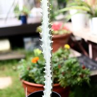 ホワイトゴースト,ユーフォルビア属,ユーフォルビア ホワイトゴースト,多肉植物,ハロウィンの画像