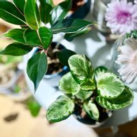 ペペロミア,ペペロミア オブツシフォリア,ペペロミアオブツシフォリア斑入り,ペペロミアオブツシフォリアレモンスカッシュ,希少の画像