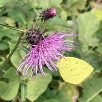 アザミ,お出かけ先にて,今日の出来事の画像