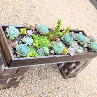 クリスマスローズ,ニゲラ,モクビャッコウ,多肉,アイスチューリップの画像